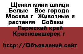 Щенки мини шпица Белые - Все города, Москва г. Животные и растения » Собаки   . Пермский край,Красновишерск г.